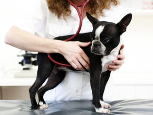 Vet Exam