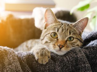 Domestic Cat Lies in a Basket with a Knitted Blanket, Looking At the Camera. Tinted Photo.