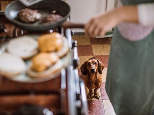 Dachshund begging for food 