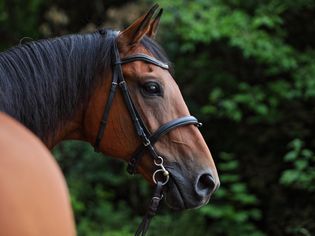 Dressage horse portrait in outdoor