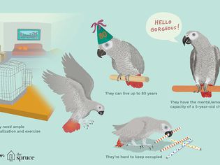 Parrots Illustration