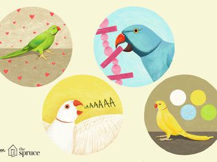 Fun facts of Indian Ringneck Parakeets.