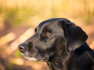 old dog looking aside