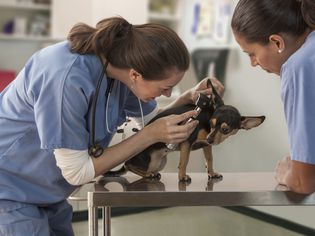 Veterinarian examining small dog