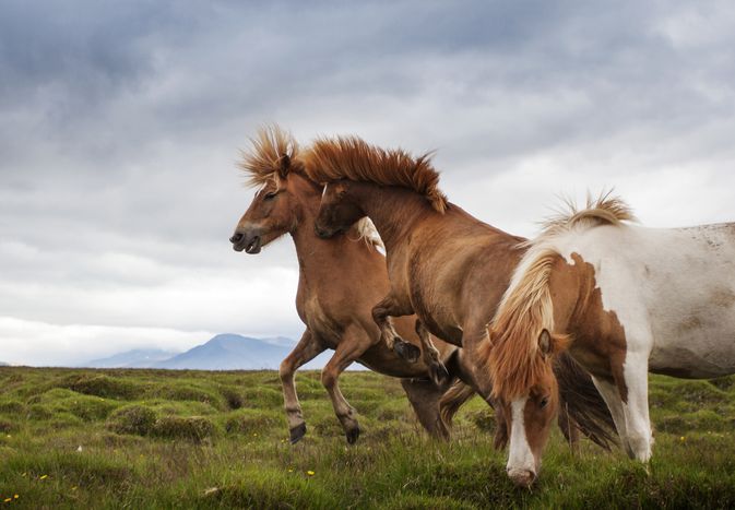 Fighting and rearing horses