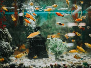 Fischaquarium