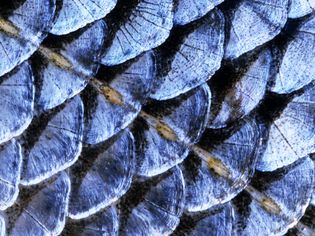Close up of the lateral line on fish scale