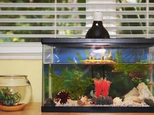 Fishbowl and an turtle aquarium on a sideboard