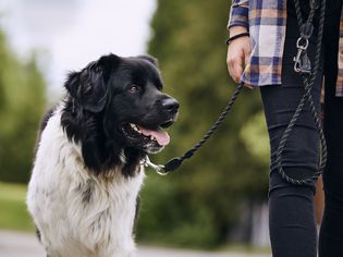 fluffy black and white dog walking on leash next to human