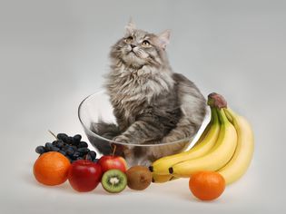 cat with fruits