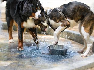 dogs playing with water bowl