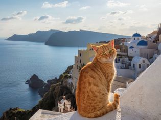 Cat on Santorini in Greece