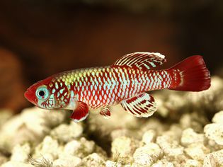 Stunning red killifish swimming in an aquarium.