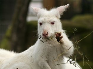 Wallaroo
