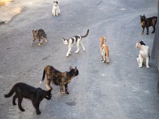 outdoor cats