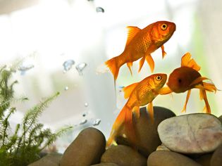 goldfish in aquarium