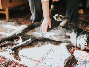 Dog belly button