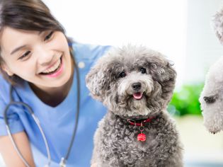 pet dog and the vet