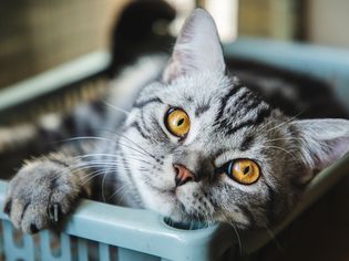 Cute American shorthair striped cat taking a nap at home