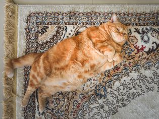 Overweight tabby cat lying on a rug