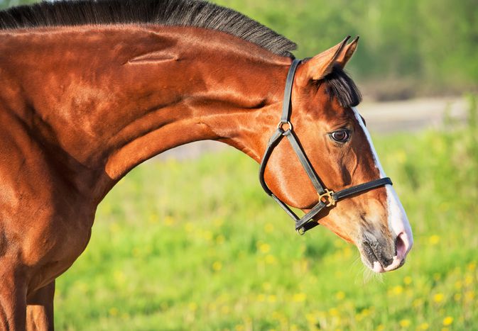 Bay horse wearing a halter in a grassy field