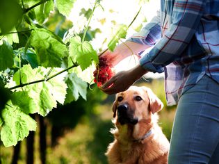 Dog winery