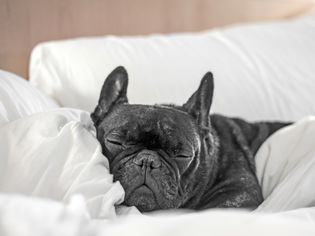 French Bulldog in pet-friendly hotel
