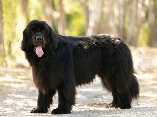 Newfoundland dog