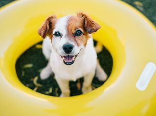 Puppy in summer pool tube
