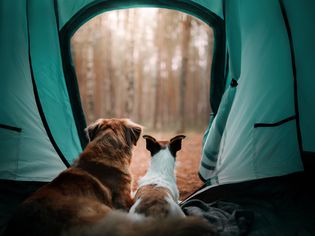 Dogs in a tent