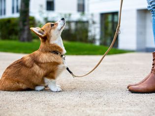Corgi puppy being trained on leash outside.