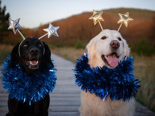 Dog new year 