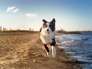 Pet-friendly beaches 