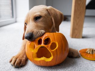 dog eating pumpkin