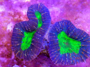 Lobophyllia lobed brain coral