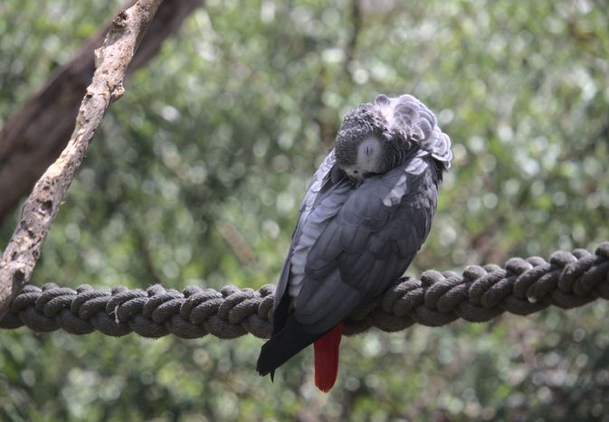 Grey parrot sleeping on rope perch