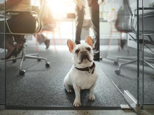 French bulldog pets in the workplace office