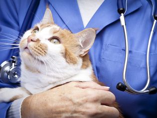 Sick cat