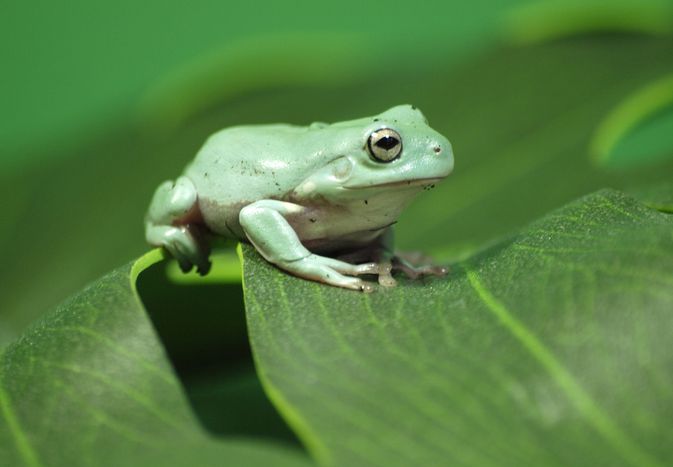 White's Tree Frog
