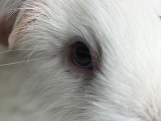 Guinea pig eye close up