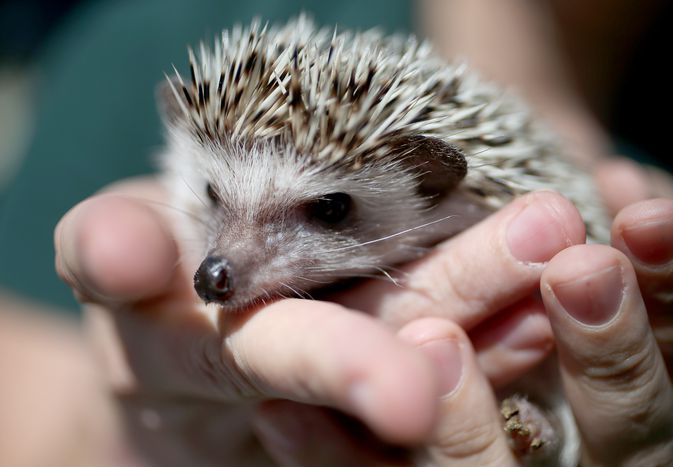 African pygmy hedgehog being held