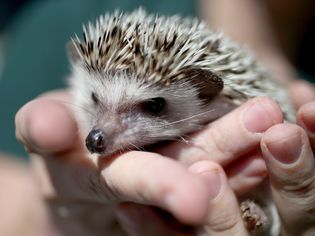African pygmy hedgehog being held