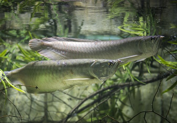 two silver arowena fish in water