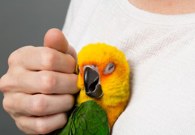 Sun conure being pet
