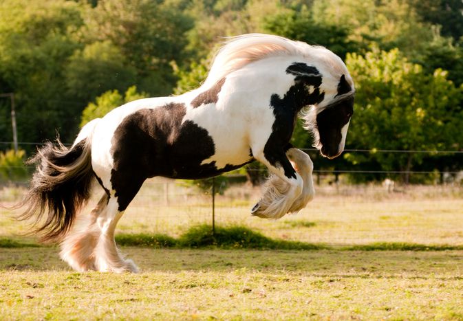 Gypsy horse playing in turnout.