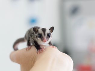 pet sugar glider