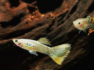 Guppies