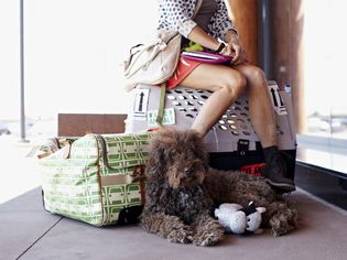 traveling with pet dog