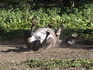 itchy horse