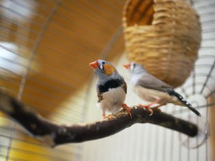 Zebra finch
